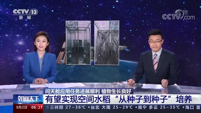 中国空间站有望实现空间水稻“从种子到种子”全生命周期培养实验