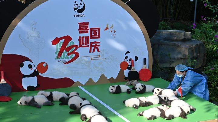 “国宝”迎国庆 熊猫齐亮相