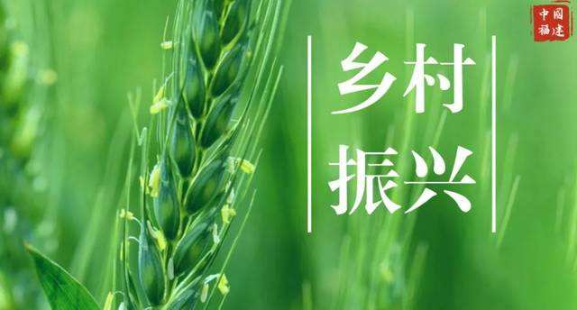 产销服务平台打通“田头市场”——支付创新助乡村振兴