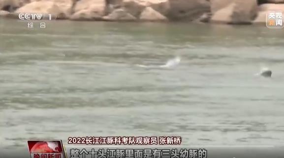 2022年长江江豚科考第二天 首批发现的江豚群中有“小朋友”