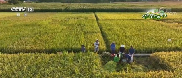 在希望的田野上 | 各地调整优化产业结构 力促粮食增产 农民增收