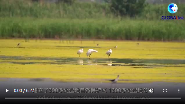 全球连线丨加入《湿地公约》30年，请查阅这份中国答卷