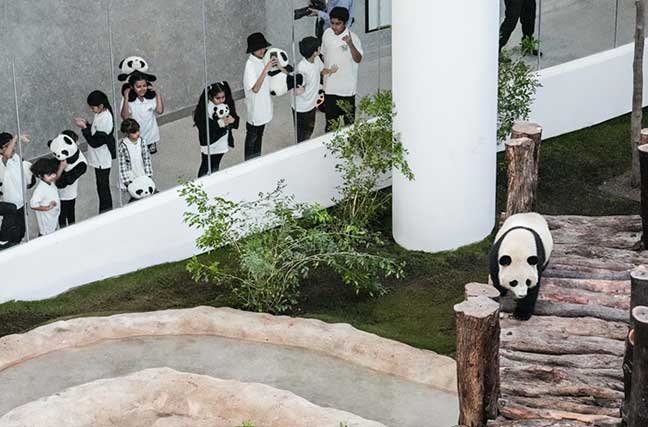 卡塔尔熊猫馆正式对公众开放[组图]