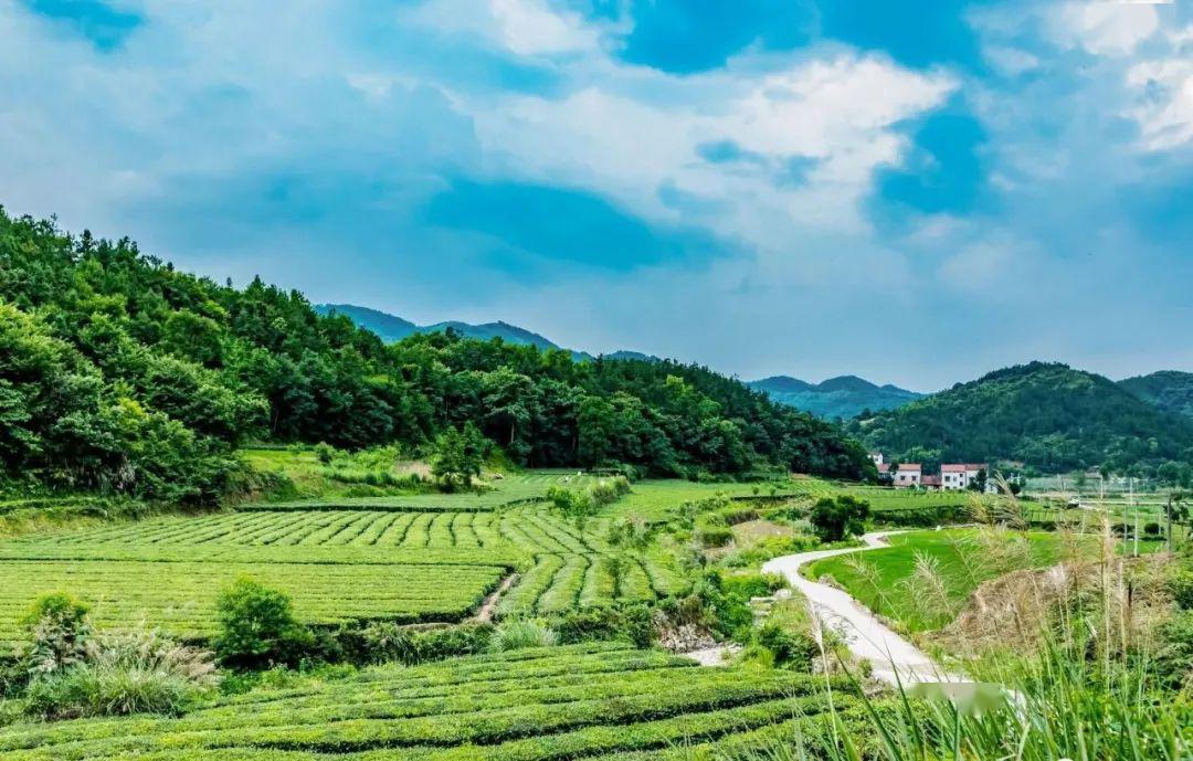 对家乡那杯好茶的渴望藏着整个世界