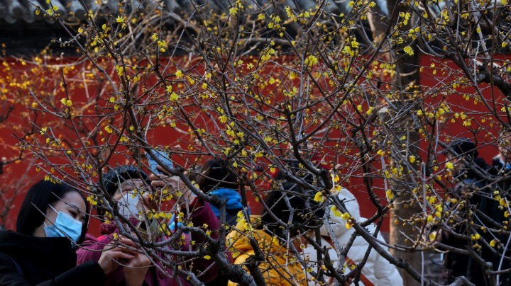 北京：国家植物园蜡梅迎春绽放