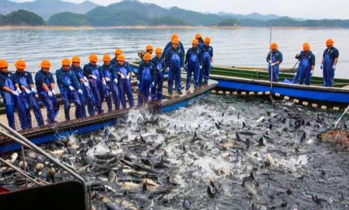 浙江千岛湖迎来新春首场“巨网捕鱼”