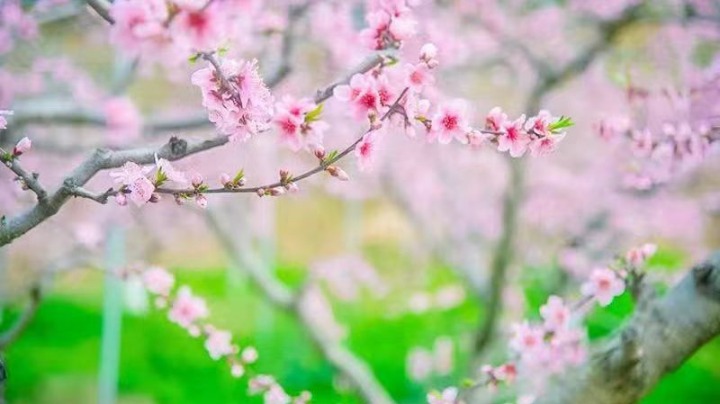 文旅部：4月1日起恢复审批对外文化和旅游交流出来访团组