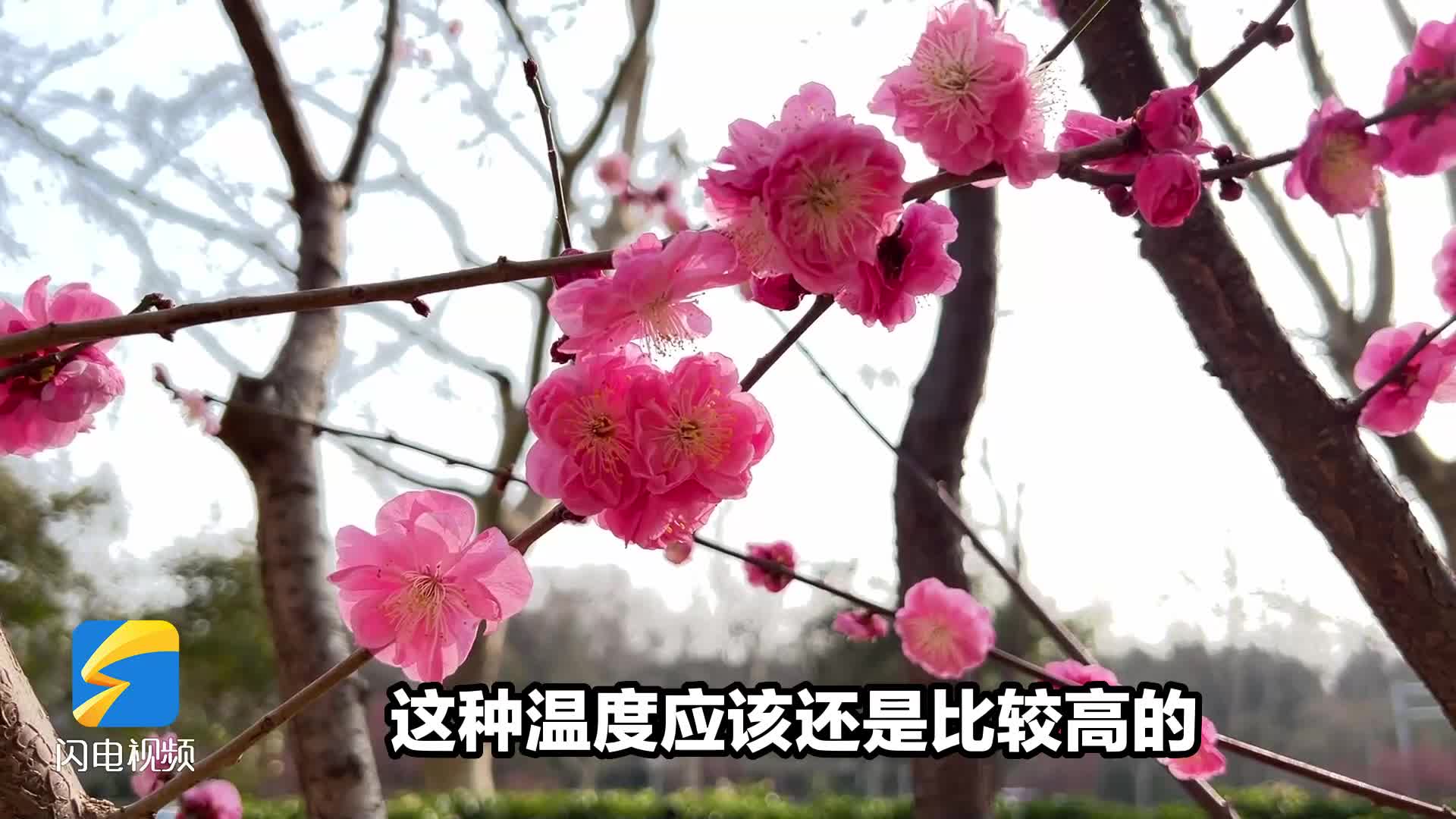 山东未来三天最高温将“狂飙”至30℃ 专家：与往年同期相比异常偏高