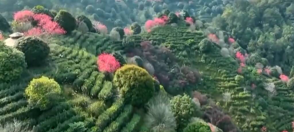 春天里的中国丨苍鹭翩跹 处处花香 一起感受春的气息！