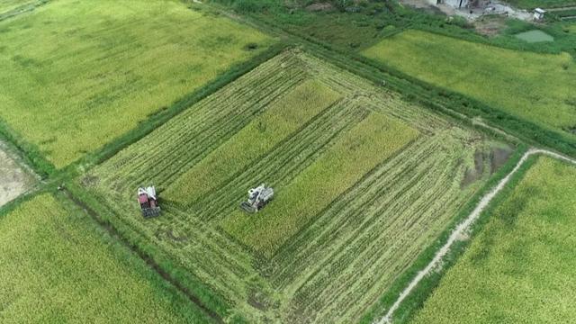 农业农村现代化阔步前行