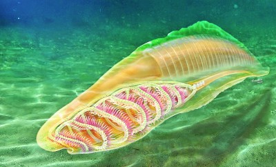 2022年度中国古生物学十大进展发布 这些古生物之谜被揭开