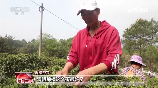 又是一年春茶季 各地茶园抢“鲜”采