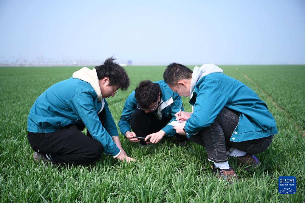 大学生“新农人”助力端牢“中国饭碗”