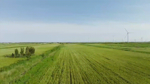 沿着总书记的足迹·新闻多一点丨盐碱地如何变成丰产田