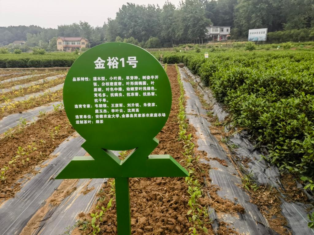 高质量发展调研行丨一片树叶里的高质量发展密码