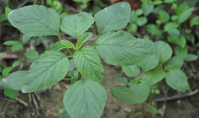 野菜是否会被污染？怎么科学健康地食用野菜？