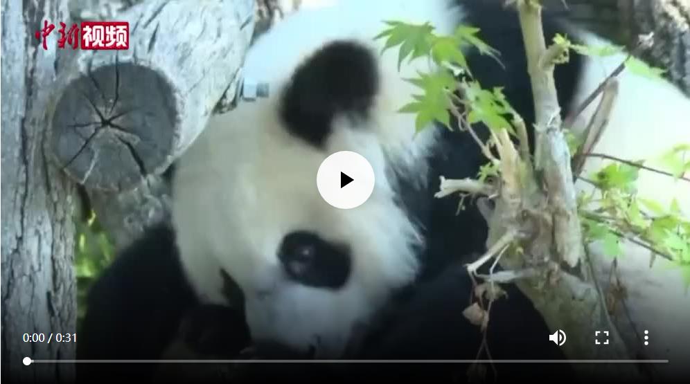 旅法大熊猫“圆梦”将于7月4日回国