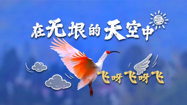 国际生物多样性日丨它们合唱的“挖呀挖呀挖”惊艳世界