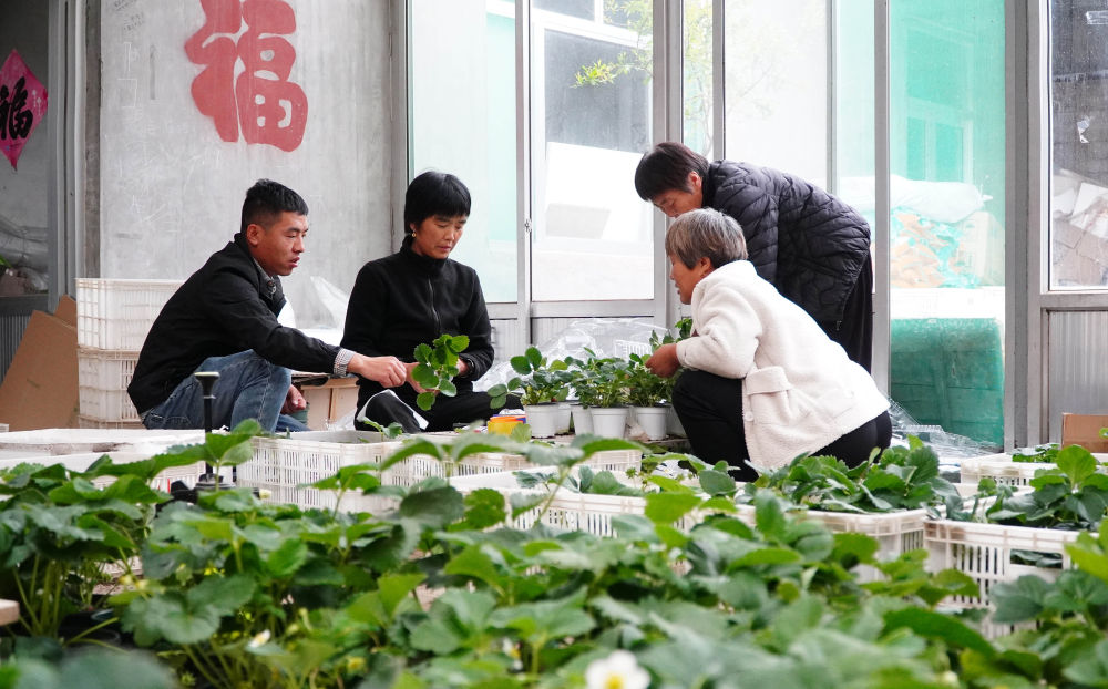 从农家“方寸地”到致富“聚宝盆”——脱贫地区发展庭院经济观察