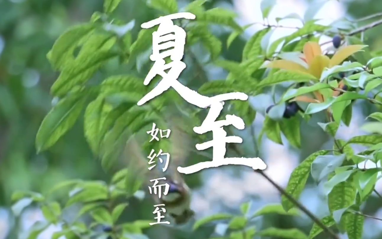 21日22时58分夏至：处处闻蝉响，遍地听蛙鸣