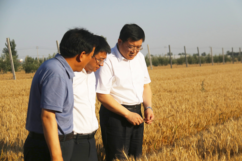 马军权在调研东昌府区“三夏”生产工作时强调 扛稳扛牢粮食安全政治责任 确保今年夏粮丰产丰收