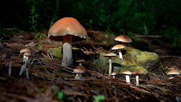 进入食物中毒高发季 这3类食物千万小心！