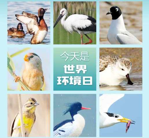 世界环境日，这些“稀客”向你推荐美丽山东