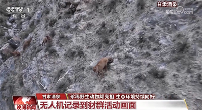 珍稀野生动物频亮相 我国生态环境持续向好
