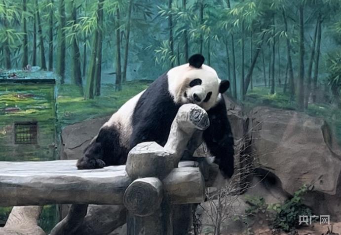 组图｜暑热难耐 国宝冰上热舞 兽王下水冲凉