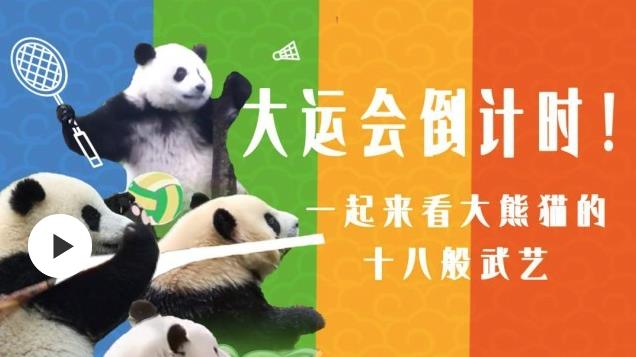 大运会倒计时！一起来看大熊猫的十八般武艺