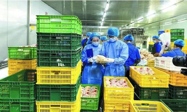 内地经港珠澳大桥供港鲜活食品扩大到全品类
