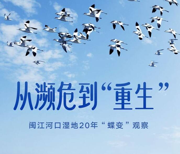 从濒危到“重生”——闽江河口湿地20年“蝶变”观察