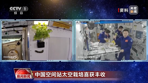 “太空菜园”丰收了！中国空间站太空栽培喜获丰收