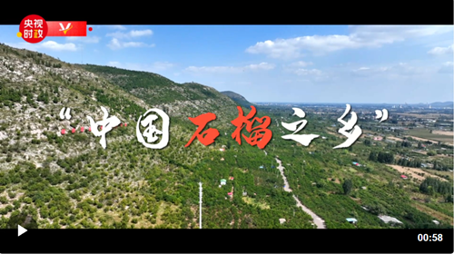 习近平山东行丨走进枣庄市冠世榴园
