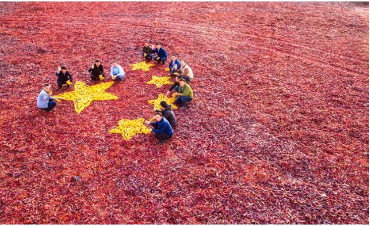 中国辣椒年产量稳居世界第一，食辣人口超5亿—— 小辣椒长成大产业