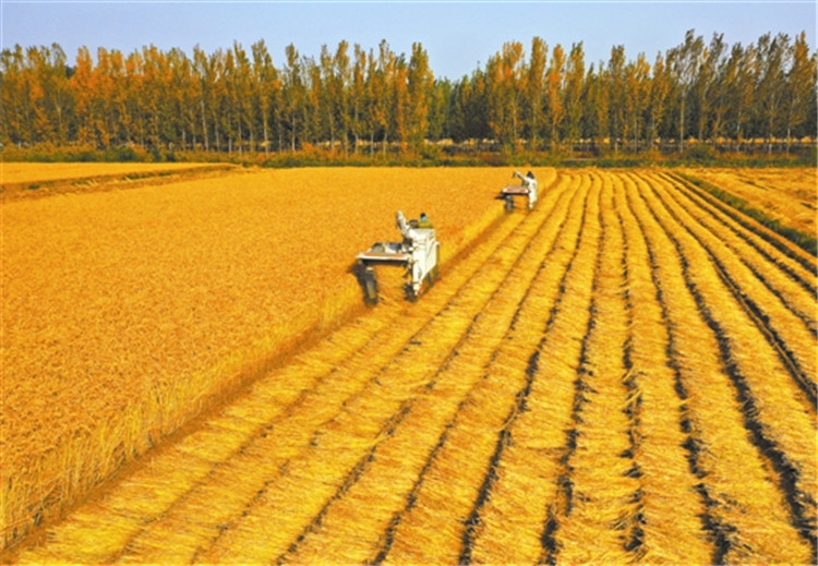 一派好“丰”景！全国秋粮收获过半 主产区进入收获高峰