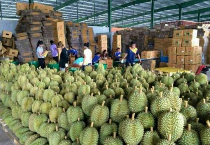 中国一年吃掉八十万吨榴莲，越南来抢夺泰国的生意了