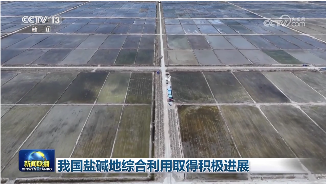 扎实推进盐碱地综合利用 做好盐碱地特色农业大文章