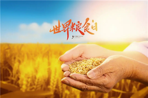 大国粮仓装满优质粮——写在世界粮食日到来之际