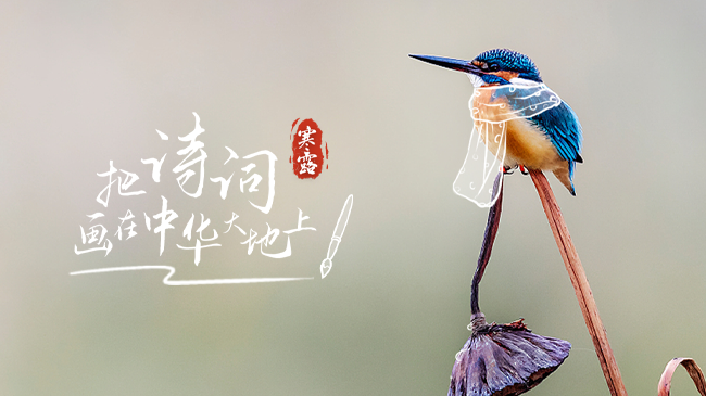 今日寒露｜露染山河，秋意浓，一起把诗词画在中华大地上！