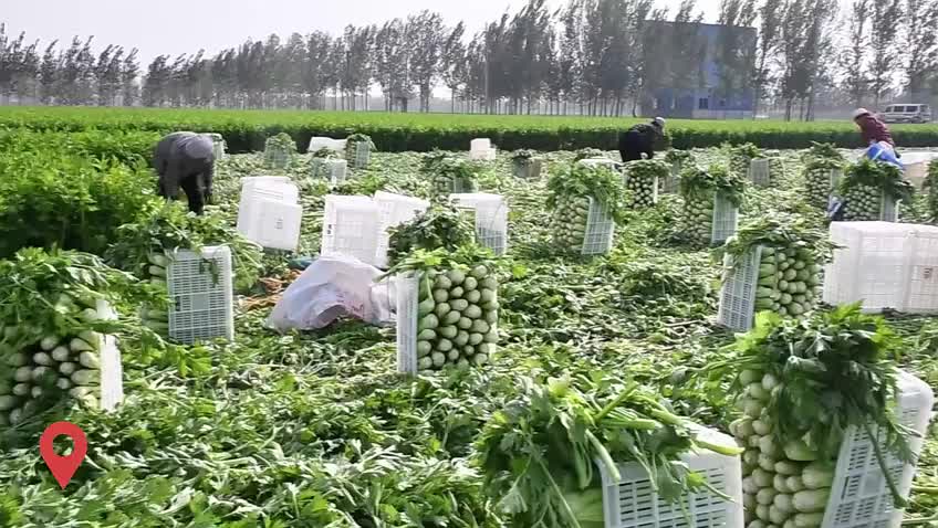 聊城市茌平区：芹菜大丰收