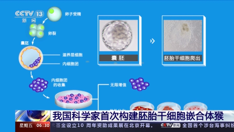 我国科学家首次成功构建胚胎干细胞嵌合体猴