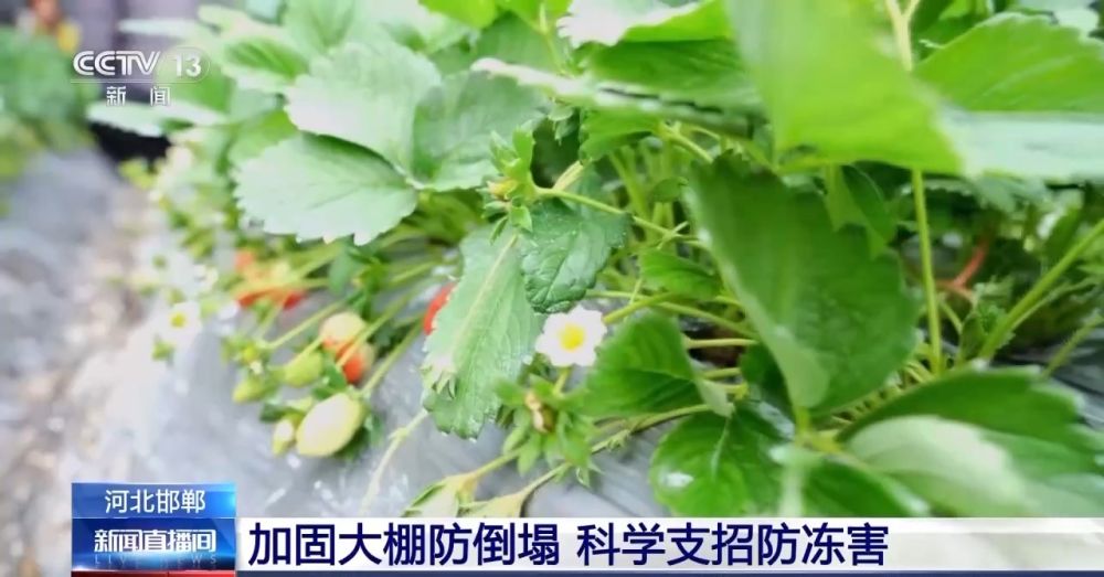 “菜篮子”量足价稳！从田间到超市 多方发力保供稳价