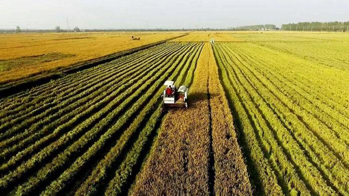 中国自然资源部：研究推动批量增加耕地