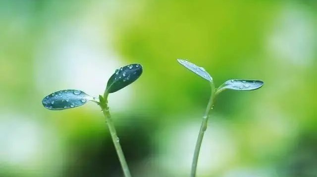 节令之美·雨水｜19日12时13分雨水：东风散为雨，雨润杏花开