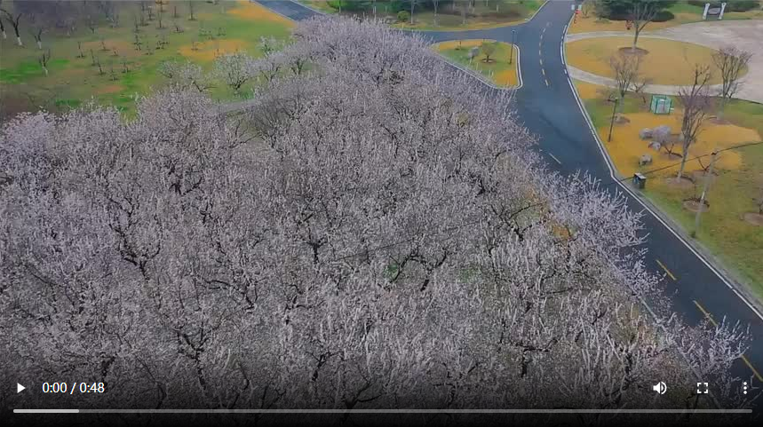 聊城市：春日共赴“花”的约会