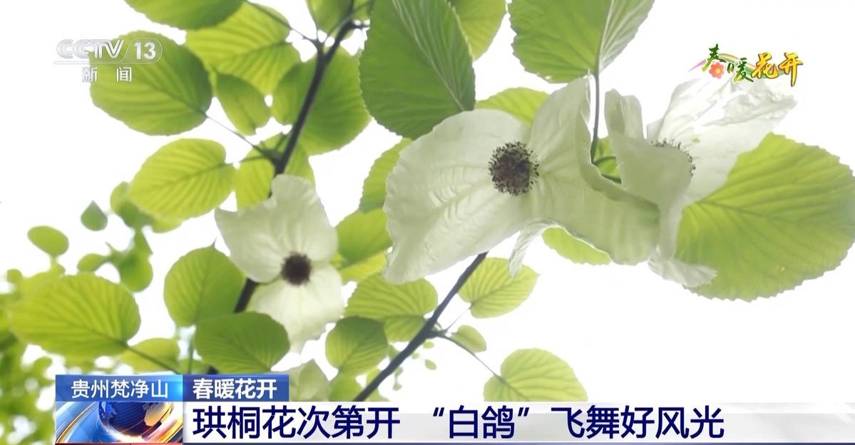 春暖花开！去各地感受姹紫嫣红的缤纷烂漫