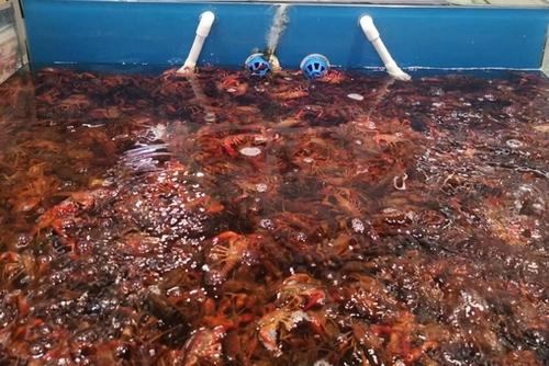 【民生调查局】批发价每斤6元起，小龙虾竟比猪肉还便宜