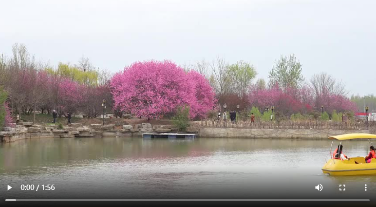 聊城临清市：海棠花开 乐享春日盛宴