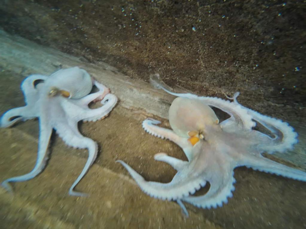 耕海牧渔，“海上粮仓”种出新成果